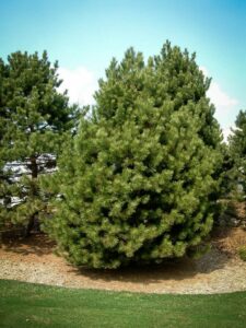 Сосна Чёрная (Pinus Nigra) купить по цене от 270.00р. в интернет-магазине «Посадика» с доставкой почтой в в Люберцые и по всей России – [изображение №1].