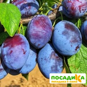 Слива Чачакская ранняя купить по цене от 229.00р. в интернет-магазине «Посадика» с доставкой почтой в в Люберцые и по всей России – [изображение №1].