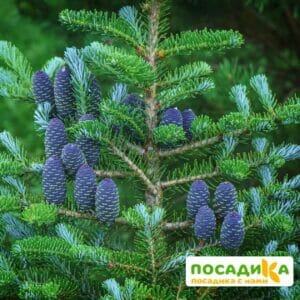 Пихта корейская (Abies koreana) купить по цене от 450.00р. в интернет-магазине «Посадика» с доставкой почтой в в Люберцые и по всей России – [изображение №1].