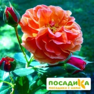 Роза Арабия купить по цене от 350.00р. в интернет-магазине «Посадика» с доставкой почтой в в Люберцые и по всей России – [изображение №1].