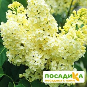 Сирень Примроуз (Primrose) купить по цене от 529.00р. в интернет-магазине «Посадика» с доставкой почтой в в Люберцые и по всей России – [изображение №1].