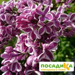 Сирень Сенсация купить по цене от 529.00р. в интернет-магазине «Посадика» с доставкой почтой в в Люберцые и по всей России – [изображение №1].