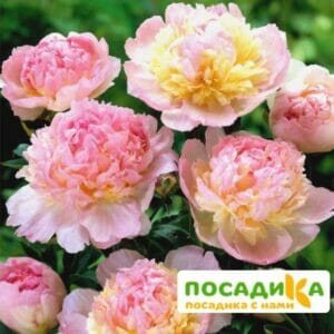 Пион Распберри Сандей (Paeonia Raspberry Sundae) купить по цене от 959р. в интернет-магазине «Посадика» с доставкой почтой в в Люберцые и по всей России – [изображение №1].