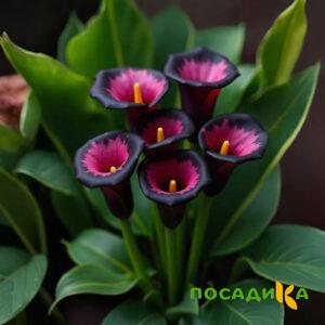 Калла Аура Лейс купить по цене от 400р. в интернет-магазине «Посадика» с доставкой почтой в в Люберцые и по всей России – [изображение №1].