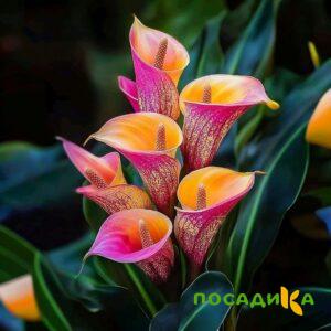 Калла Оникс купить по цене от 450р. в интернет-магазине «Посадика» с доставкой почтой в в Люберцые и по всей России – [изображение №1].