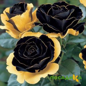 Роза Ханни Сикл купить по цене от 700р. в интернет-магазине «Посадика» с доставкой почтой в в Люберцые и по всей России – [изображение №1].