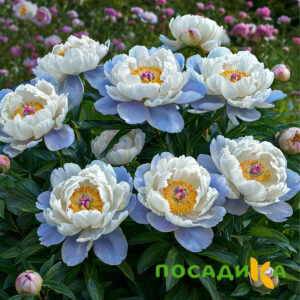 Пион акварельный Этюд купить по цене от 806р. в интернет-магазине «Посадика» с доставкой почтой в в Люберцые и по всей России – [изображение №1].