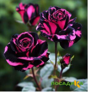 Роза Багровый Шепот купить по цене от 366р. в интернет-магазине «Посадика» с доставкой почтой в в Люберцые и по всей России – [изображение №1].