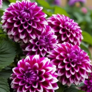 Георгин Кристал Корт купить по цене от 602р. в интернет-магазине «Посадика» с доставкой почтой в в Люберцые и по всей России – [изображение №1].