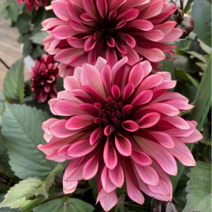 Георгин Перли Сансет купить по цене от 309р. в интернет-магазине «Посадика» с доставкой почтой в в Люберцые и по всей России – [изображение №1].