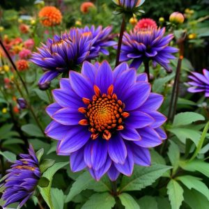 Георгин Лазурит купить по цене от 799р. в интернет-магазине «Посадика» с доставкой почтой в в Люберцые и по всей России – [изображение №1].