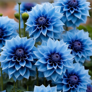 Георгин Вижапе купить по цене от 699р. в интернет-магазине «Посадика» с доставкой почтой в в Люберцые и по всей России – [изображение №1].